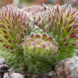 Sempervivum - Dachwurz - Hauswurz